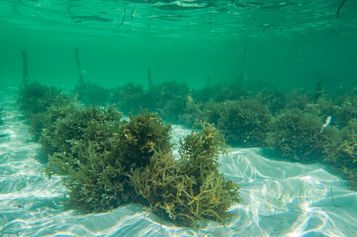 Poderão as algas marinhas conter a chave para a fonte da juventude