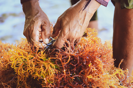 As algas marinhas vermelhas contribuem para a saúde? - NutriConnection