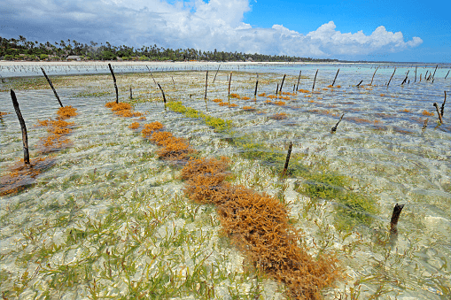 Fazenda de algas marinhas – Aliadas contra mudanças climáticas