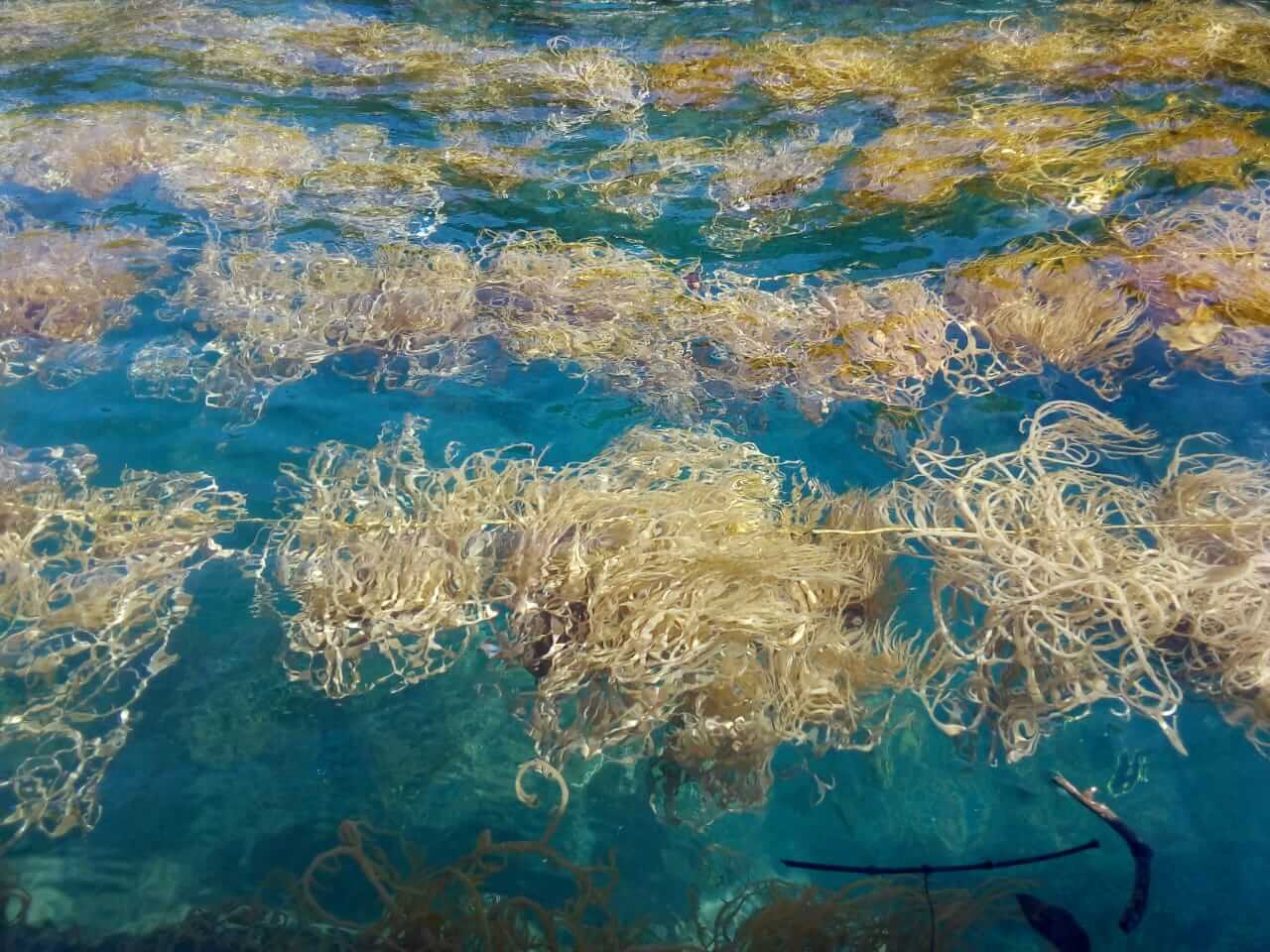 Algas marinhas e bioplástico - ALGASTECH